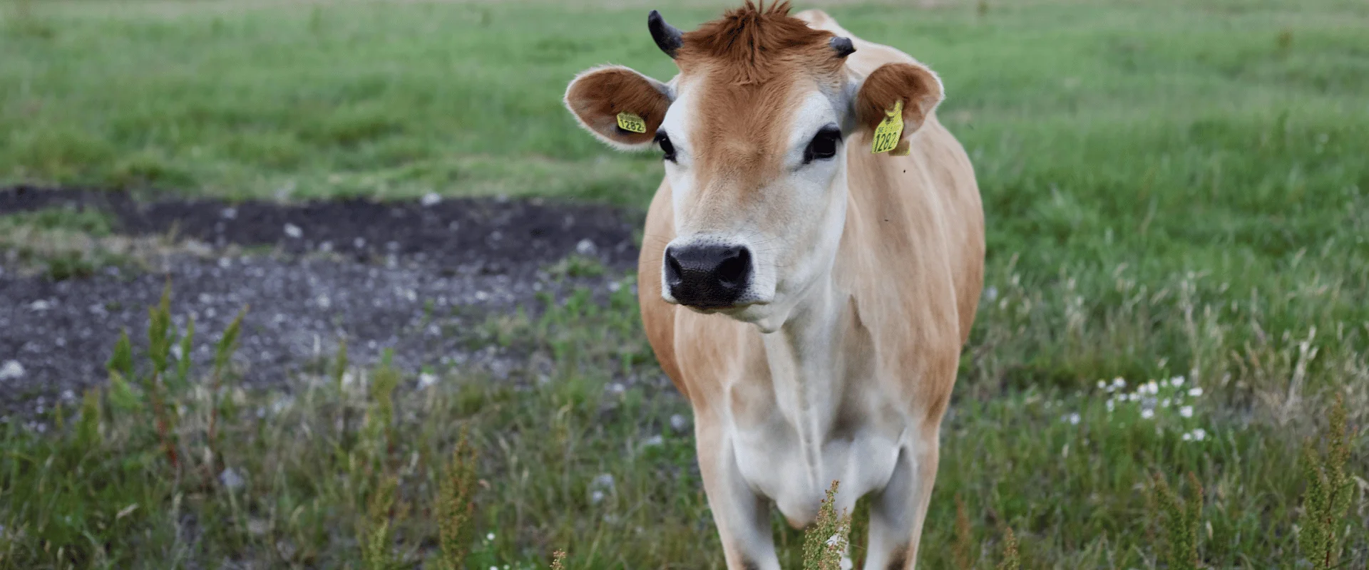 VACHE SHIATSU