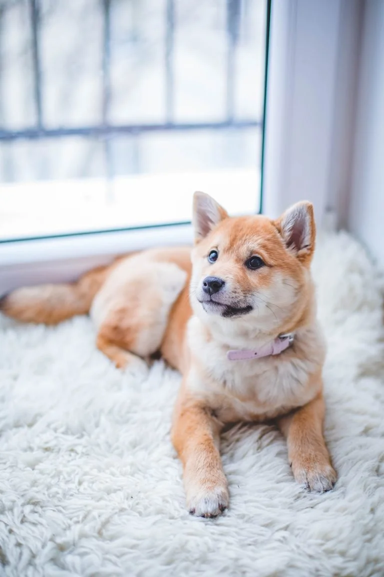 shiatsu chien